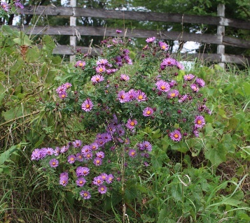 image031