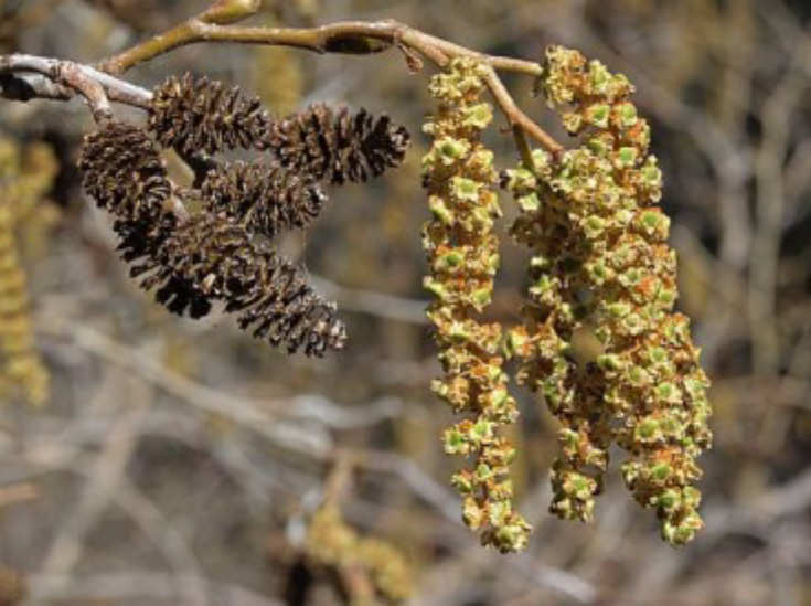 Alder 2