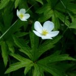 Anemone canadensis