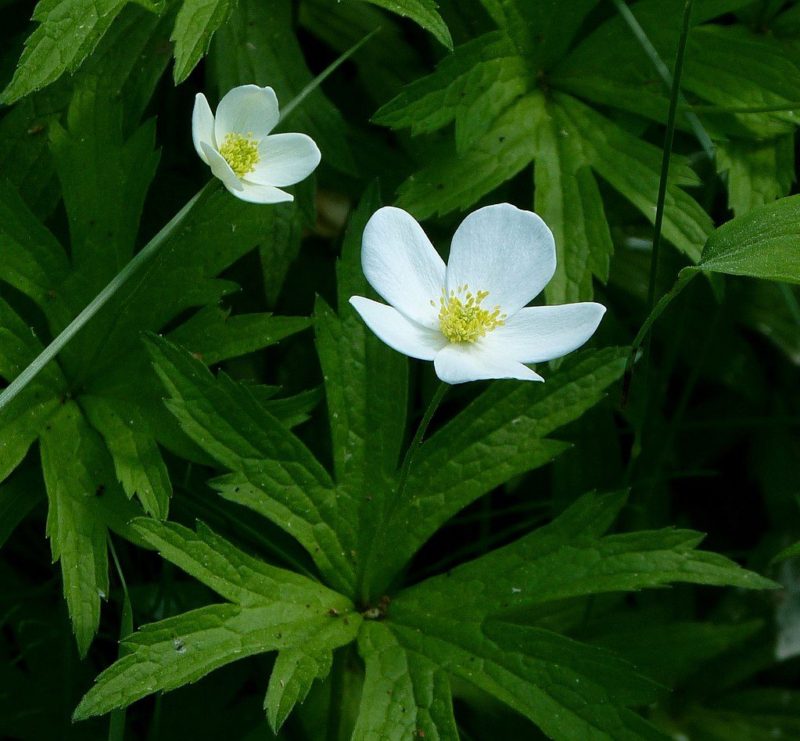 Anemone canadensis