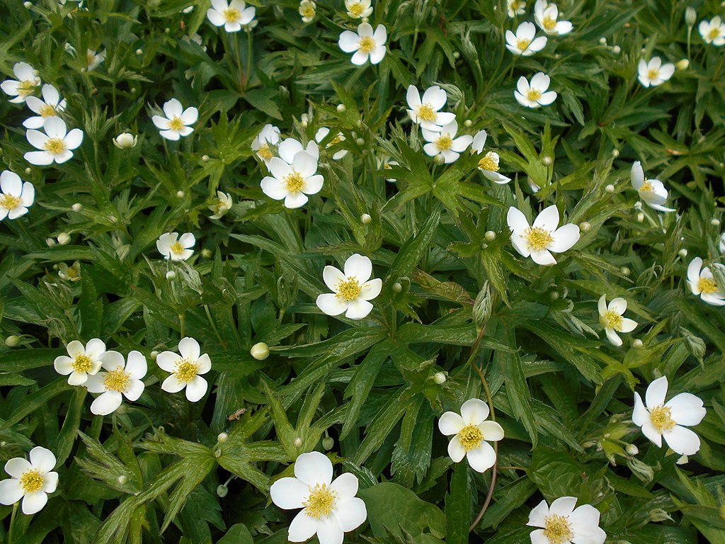 Anemone canadensis Salicyna CC BY SA 4.0 httpscreativecommons.orglicensesby sa4.0 via Wikimedia Commons