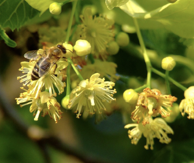 Basswood Bloom