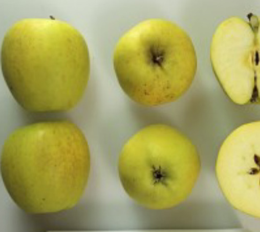 Goldrush Apple2