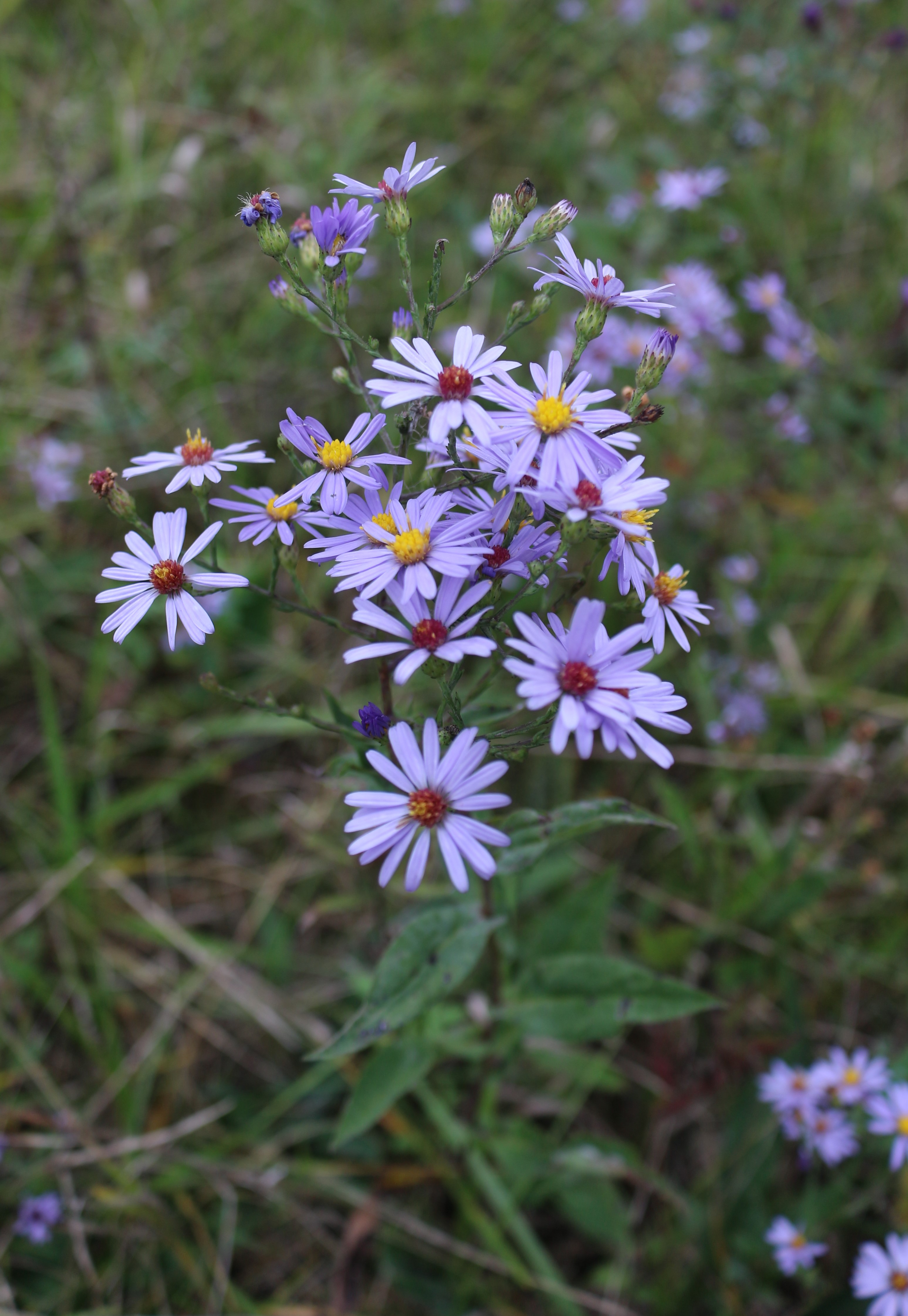 Smooth Blue Aster