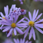 Perennials Purple Flowers Home 1