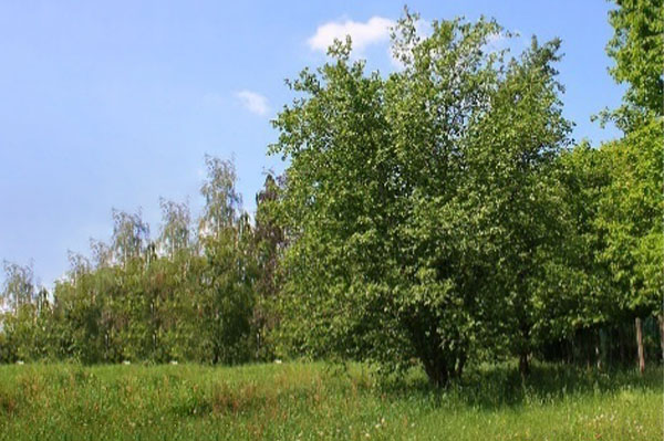 Shrubs Trees Home