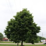 Basswood