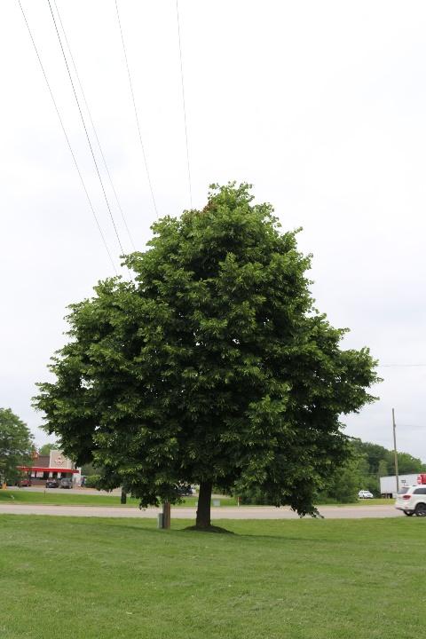 Basswood