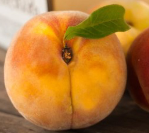 Contender Peach