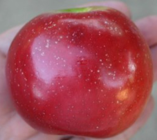 Enterprise Apple