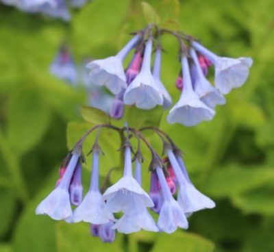 Virginia Bluebells