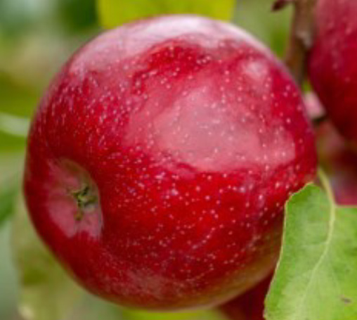 Triumph Apple